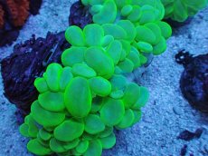 画像2: No.5 バブルコーラル メタリックグリーン (2)