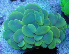 画像1: No.6 バブルコーラル イエロー (1)