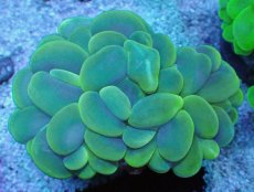 画像2: No.6 バブルコーラル イエロー (2)