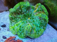 画像1: No.1 激レア グビジンイソギンチャク レインボーカラー　　【珍しい、レアな個体♪】 (1)