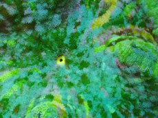 画像2: No.1 激レア グビジンイソギンチャク レインボーカラー　　【珍しい、レアな個体♪】 (2)