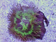 画像1: No.1 トランペットコーラル ピンクチップ カット個体 (1)