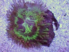 画像2: No.1 トランペットコーラル ピンクチップ カット個体 (2)