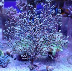 画像1: No.1 ハナフタヤギ ブルー (1)