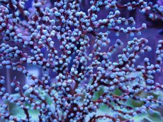 画像2: No.1 ハナフタヤギ ブルー (2)