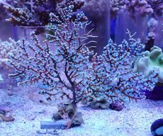 画像1: No.2 ハナフタヤギ ブルー (1)