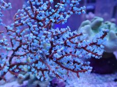 画像2: No.2 ハナフタヤギ ブルー (2)