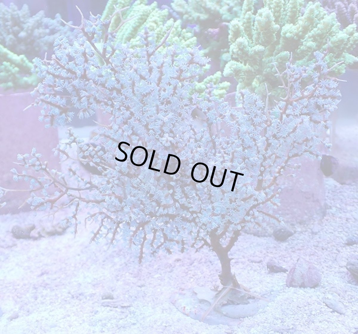 画像1: No.3 ハナフタヤギ ブルー (1)