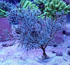 画像1: No.3 ハナフタヤギ ブルー (1)