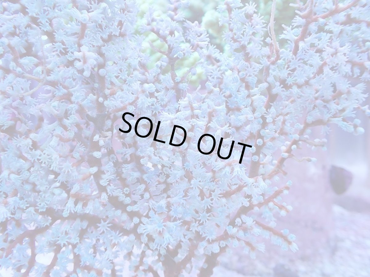 画像2: No.3 ハナフタヤギ ブルー (2)