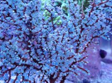 画像2: No.3 ハナフタヤギ ブルー (2)