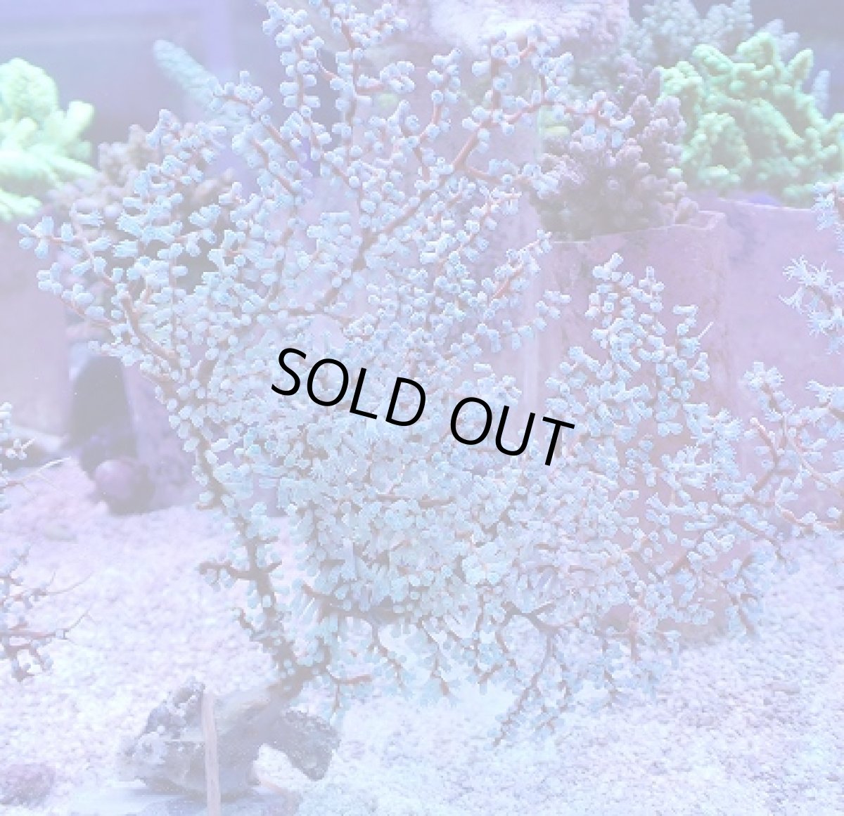 画像1: No.5 ハナフタヤギ ブルー (1)