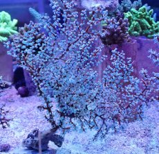 画像1: No.5 ハナフタヤギ ブルー (1)