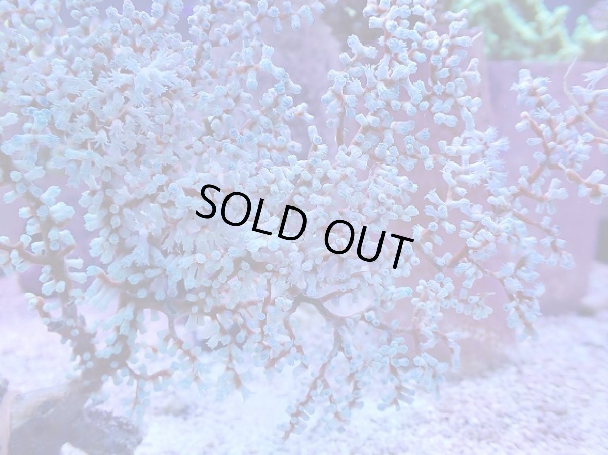 画像2: No.5 ハナフタヤギ ブルー (2)