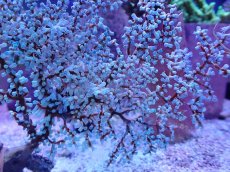 画像2: No.5 ハナフタヤギ ブルー (2)