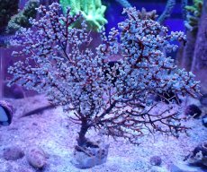 画像1: No.6 ハナフタヤギ ブルー (1)