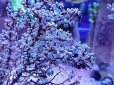 画像2: No.6 ハナフタヤギ ブルー (2)