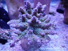 画像1: No.1 ウスエダミドリイシ　ツートン　　【人気No.1】 (1)