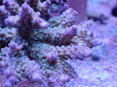 画像2: No.1 ウスエダミドリイシ　ツートン　　【人気No.1】 (2)