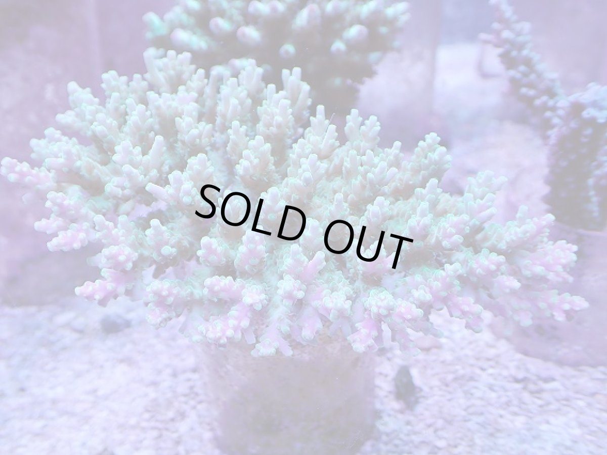 画像1: No.2 ツツハナガサミドリイシ　ツートン (1)