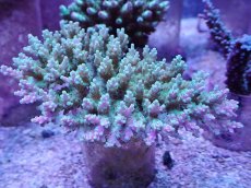 画像1: No.2 ツツハナガサミドリイシ　ツートン (1)