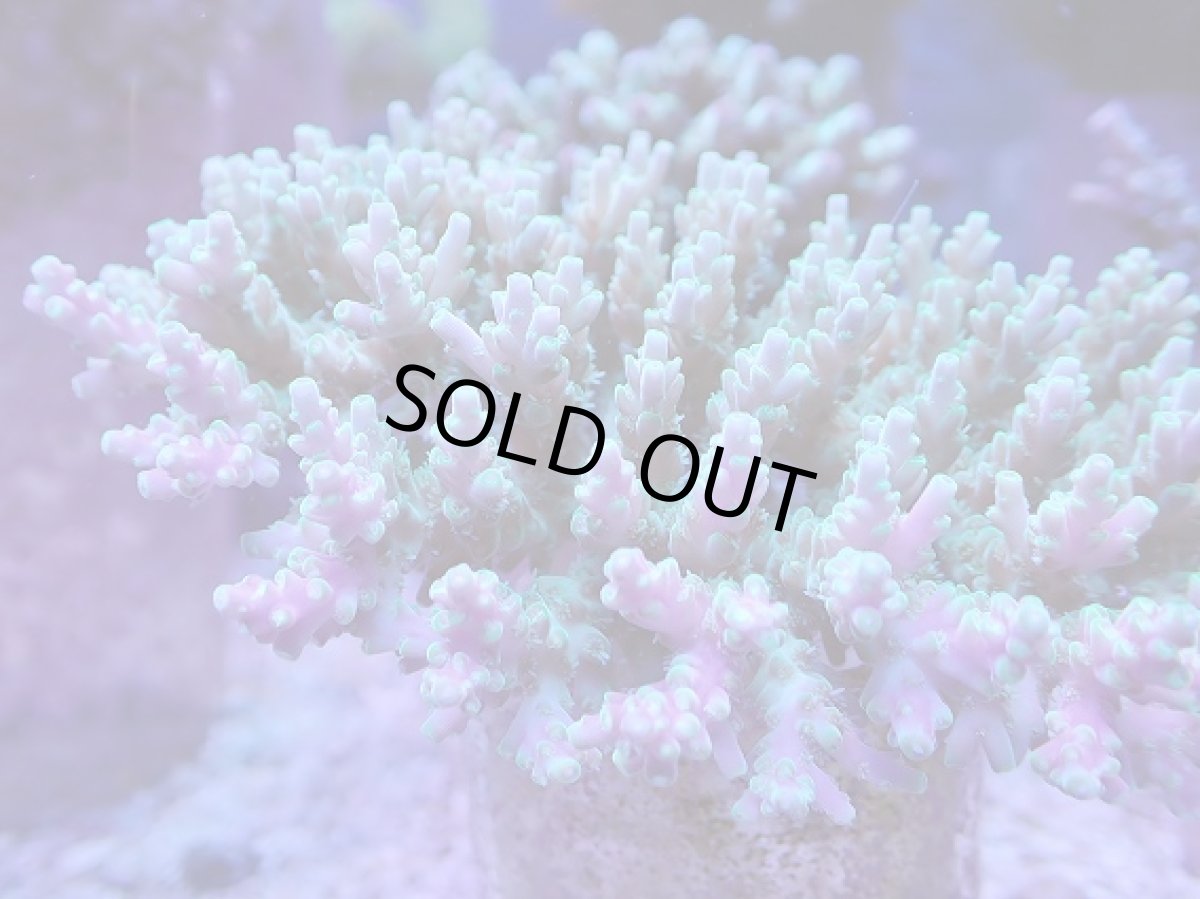 画像2: No.2 ツツハナガサミドリイシ　ツートン (2)