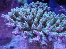 画像2: No.2 ツツハナガサミドリイシ　ツートン (2)