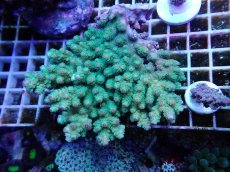 画像1: No.3 サボテンミドリイシ　ツートン (1)