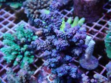 画像1: No.4 ウスエダミドリイシ　ブルーピンク (1)