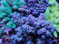 画像2: No.4 ウスエダミドリイシ　ブルーピンク (2)