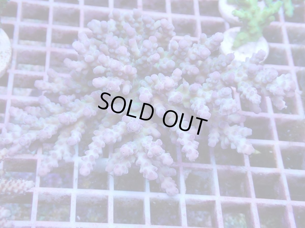 画像1: No.5 深場ミドリイシ (1)