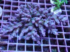 画像1: No.5 深場ミドリイシ (1)