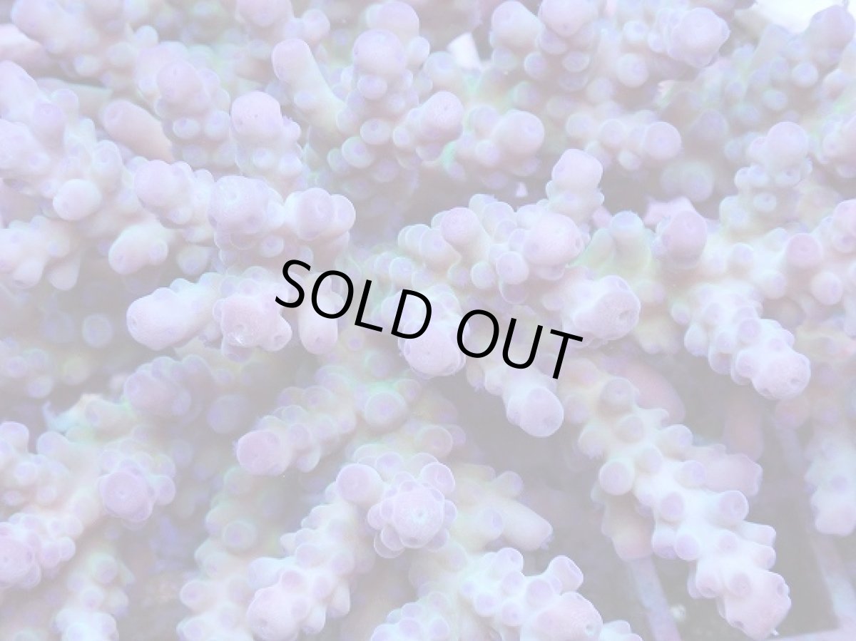 画像2: No.5 深場ミドリイシ (2)