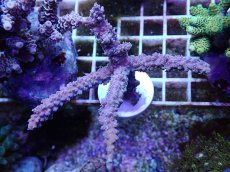 画像1: No.6 オーストラリア産 ヤセミドリイシ (1)