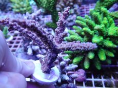 画像2: No.6 オーストラリア産 ヤセミドリイシ (2)