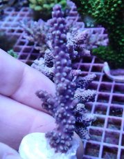 画像1: No.7 オーストラリア産 ヤセミドリイシ (1)