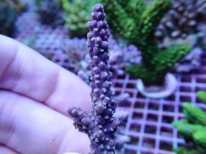 画像2: No.7 オーストラリア産 ヤセミドリイシ (2)