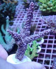 画像1: No.8 オーストラリア産 ヤセミドリイシ (1)