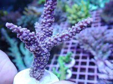 画像2: No.8 オーストラリア産 ヤセミドリイシ (2)