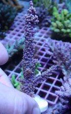 画像1: No.9 オーストラリア産 ヤセミドリイシ (1)