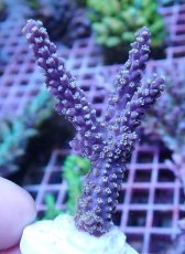 画像1: No.10 オーストラリア産 ヤセミドリイシ (1)