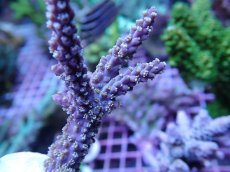 画像2: No.10 オーストラリア産 ヤセミドリイシ (2)