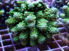 画像1: No.11 ユビミドリイシ (1)