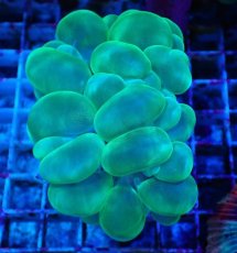 画像1: No.7 バブルコーラル メタリックグリーン (1)