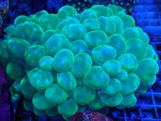 画像1: No.8 バブルコーラル メタリックグリーン (1)