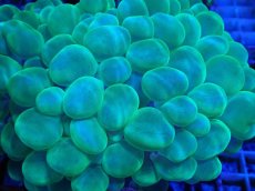 画像2: No.8 バブルコーラル メタリックグリーン (2)