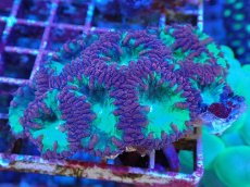 画像1: No.1 オオタバサンゴ レッド＆グリーン (1)