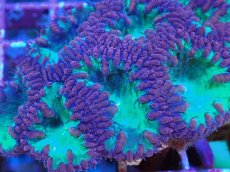 画像2: No.1 オオタバサンゴ レッド＆グリーン (2)