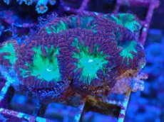 画像1: No.2 オオタバサンゴ レッド＆グリーン (1)