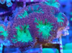 画像2: No.2 オオタバサンゴ レッド＆グリーン (2)